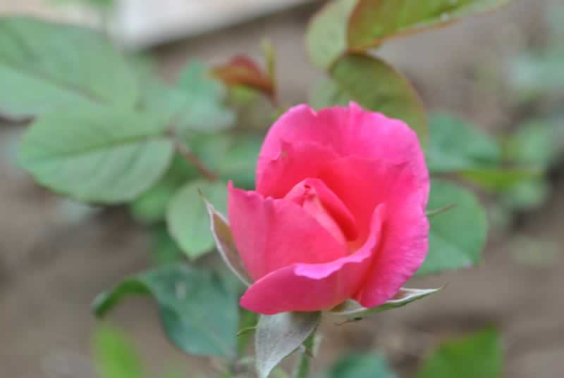 һ֧ Ӱ羰